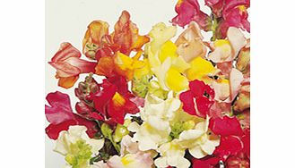 Unbranded Antirrhinum Seeds - Tom Thumb Mixed