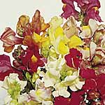 Unbranded Antirrhinum Tom Thumb Mixed Seeds 418633.htm