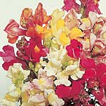 Unbranded Antirrhinum Tom Thumb Mixed Seeds