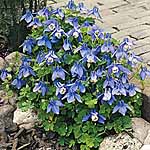 Unbranded Aquilegia Atlantis Plants 488501.htm