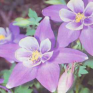 Unbranded Aquilegia Caerulea Seeds