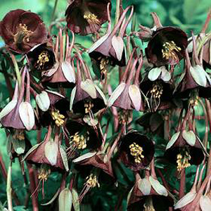 Unbranded Aquilegia Chocolate Soldier Seeds