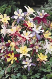 Unbranded Aquilegia (Columbine) Hybrids x 5 plants