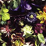 Unbranded Aquilegia Cottage Garden Mixed Seeds 424333.htm