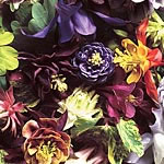 Aquilegia Cottage Garden Mixed Seeds