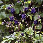 Unbranded Aquilegia Leprechaun Gold Seeds