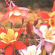 Unbranded Aquilegia McKana Giants Mixed Seeds