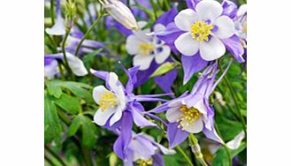 Unbranded Aquilegia Plant - Blue Star