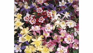 Unbranded Aquilegia Plants - Swan Mix