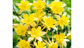 Unbranded Aquilegia Yellow Queen