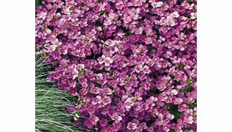 Unbranded Arabis Plants - Little Treasure