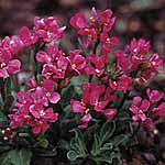 Unbranded Arabis Red Sensation Seeds 418644.htm