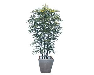 Unbranded Aralia plant