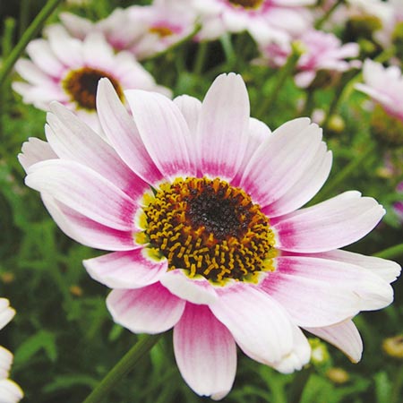 Unbranded Argyranthemum Ripple Pink Plants Packof 10 Pot