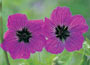 Armenian Cranesbill