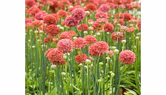 Unbranded Armeria maritima Plant - Ballerina Red