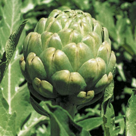 Unbranded Artichoke Emerald seeds 10 Seeds