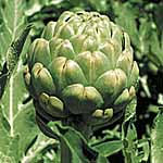 Unbranded Artichoke Emerald seeds 431438.htm