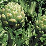 Unbranded Artichoke Emerald seeds