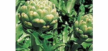 Unbranded Artichoke Plants - Emerald