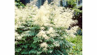 Unbranded Aruncus Plant - dioicus