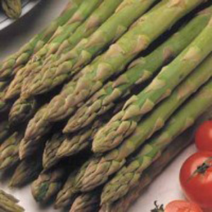 Unbranded Asparagus Gijnlim F1 Crowns