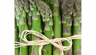 Unbranded Asparagus Plant - Darlise