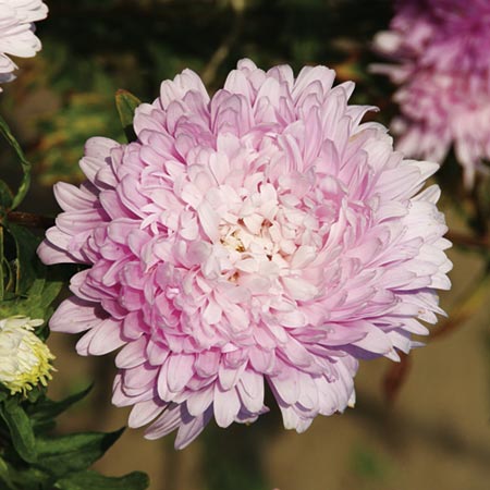 Unbranded Aster Appleblossom Seeds Average Seeds 250