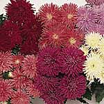 Unbranded Aster Dwarf Comet Seeds 418846.htm