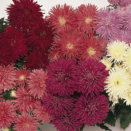 Unbranded Aster Dwarf Comet Seeds Average Seeds 120