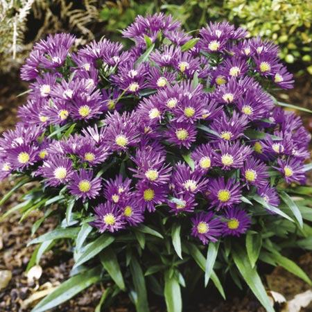 Unbranded Aster Island Samoa Plants Pack of 3 Pot Ready