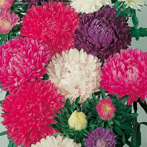 Unbranded Aster Milady Mix Seeds