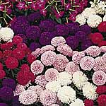 Unbranded Aster Pompom Mixed Seeds 419272.htm