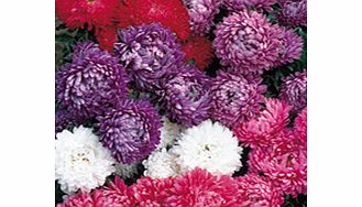 Unbranded Aster Seeds - Milady