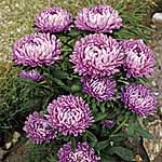 Unbranded Aster Super Milady Lilac Seeds 418889.htm