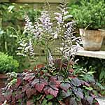 Unbranded Astilbe Colour Flash 217505.htm