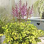 Unbranded Astilbe Colour Flash Lime