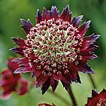 Unbranded Astrantia Moulin Rouge 212459.htm