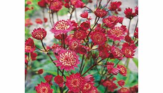 Unbranded Astrantia Plant - Claret