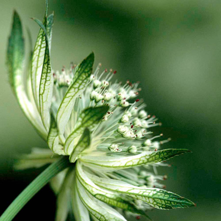 Unbranded Astrantia Shaggy Plants Pack of 3 Bare Root Plants