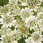 Unbranded Astrantia Star of Billion 212464.htm