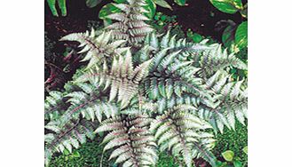 Unbranded Athyrium metallicum Plant