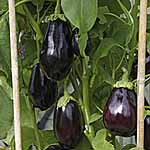 Unbranded Aubergine Bonica F1 Plants 474232.htm