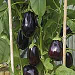 Unbranded Aubergine Bonica F1 Plants