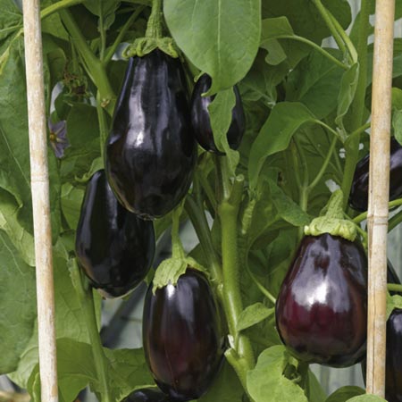 Unbranded Aubergine Bonica F1 seeds (Egg Plant) Average