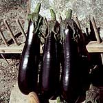 Unbranded Aubergine Fabina F1 seeds