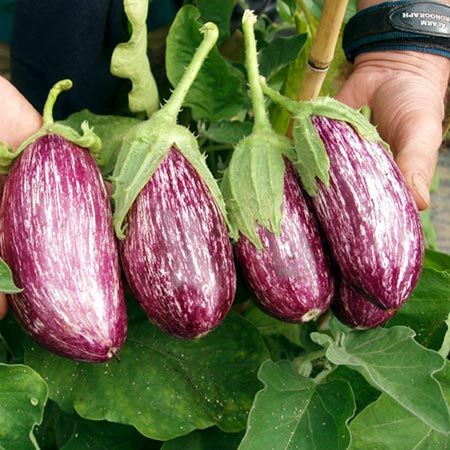 Unbranded Aubergine Listada De Gandia 20 Seeds