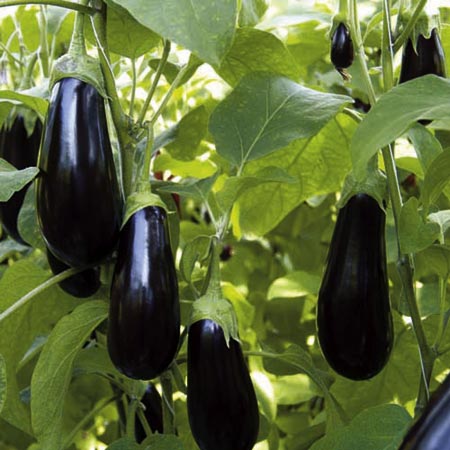 Unbranded Aubergine Scorpio F1 Plants Pack of 3 Pot Ready