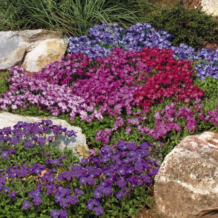 Unbranded Aubretia Mixed Plants Pack of 16 Pot Ready