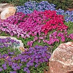 Aubretia Spring Charm Seeds